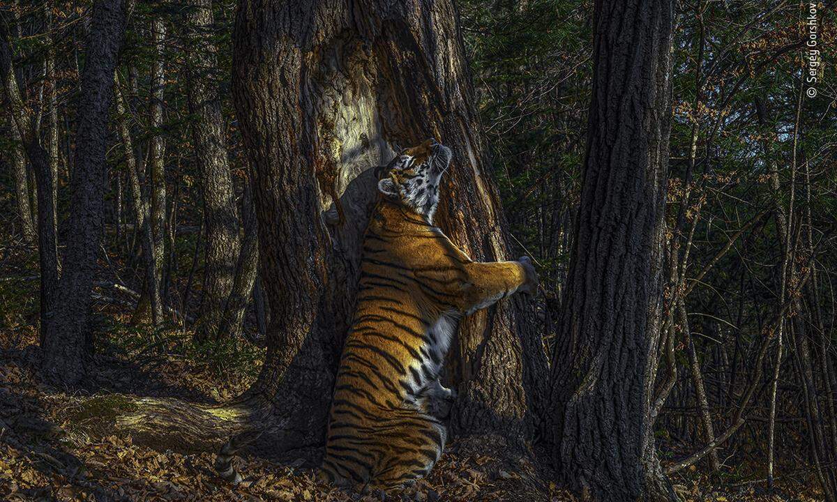 Der Russe Sergej Gorschkow ist mit dem Foto eines sibirischen Tigers im Wald zum Wildlife Photographer des Jahres 2020 gekürt worden. Das Natural History Museum in London vergab die jährliche Auszeichnung der besten Naturfotografen am Dienstagabend. Das Siegerfoto von Gorschkow zeigt einen Amur-Tiger, der in einem kargen Wald in Sibirien einen Baum umarmt. Die Tigerart gilt als vom Aussterben bedroht und kommt nur in Sibirien vor. Der Fotograf hatte dem Museum zufolge elf Monate gewartet, um dieses Foto zu schießen.