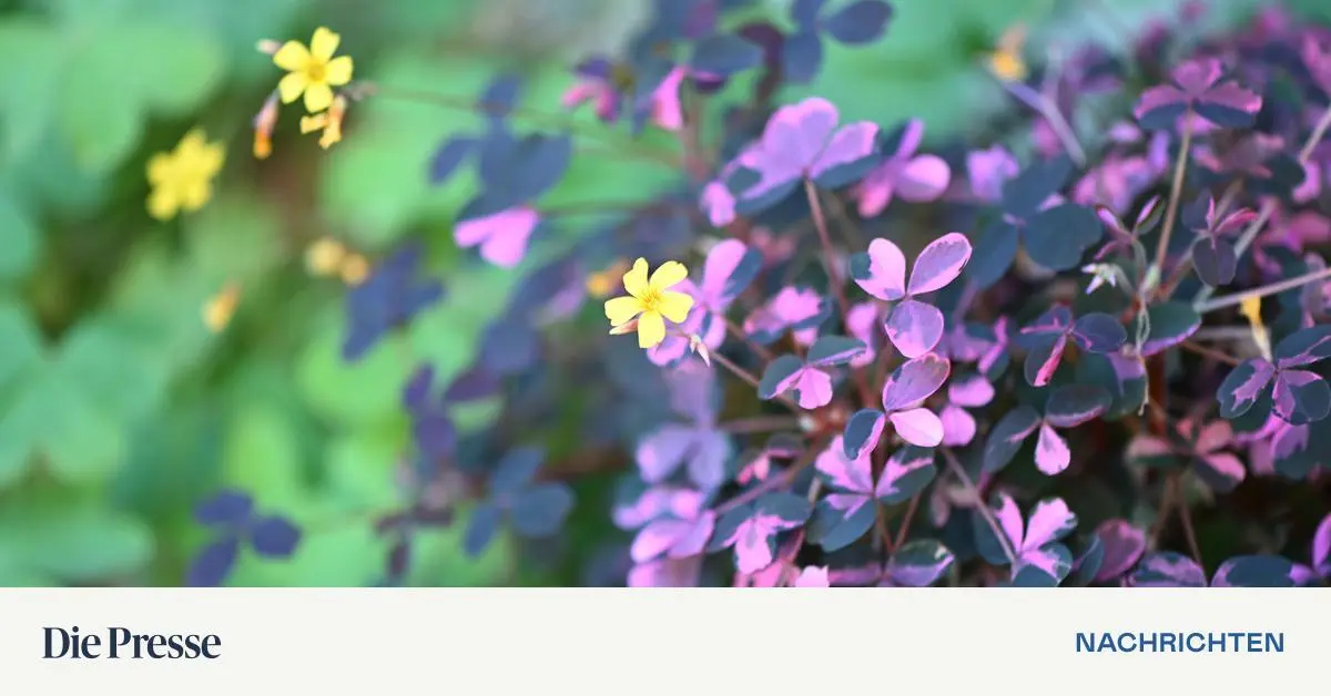 Ein-Garten-auf-der-Fensterbank-Wie-Aromapflanzen-den-Winter-in-der-Wohnung-berdauern-premium-