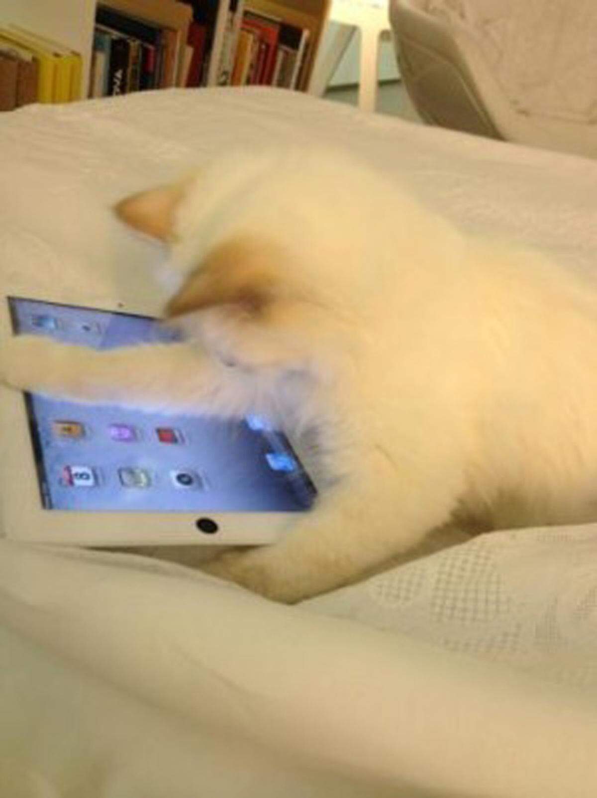 Seit Juni auf Twitter aktiv. Choupette, die Katze Karl Lagerfelds, hat schon über 8000 Follower.