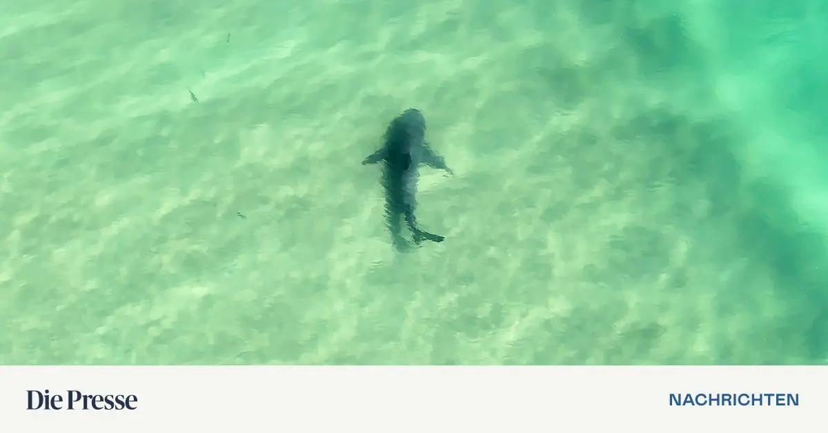 Haiattacke-in-Australien-Frau-stirbt-Mann-schwer-verletzt