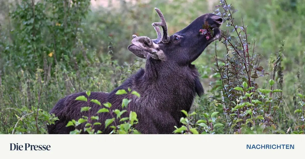 -elch-emil-ist-wort-des-jahres-2025