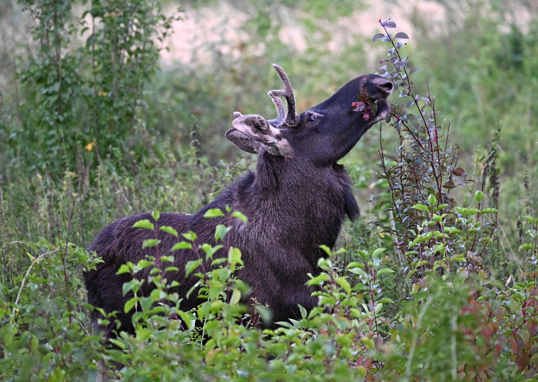 „Elch Emil“ ist Wort des Jahres 2025