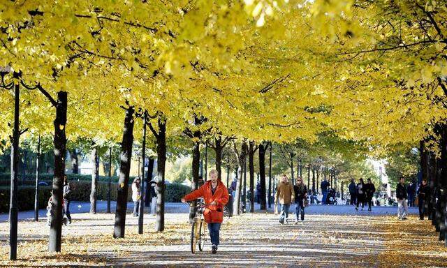 A man pushes his bicycle on a sunny autumn day down a tree-lined street in Stockholm
