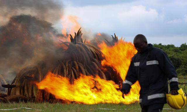 Beschlagnahmte Elefantenstoßzähne und Nashornhörner werden verbrannt. 