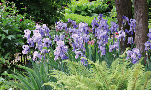 Vielfältig. Die Mischung macht’s: hier zum Beispiel mit Farn und Iris.