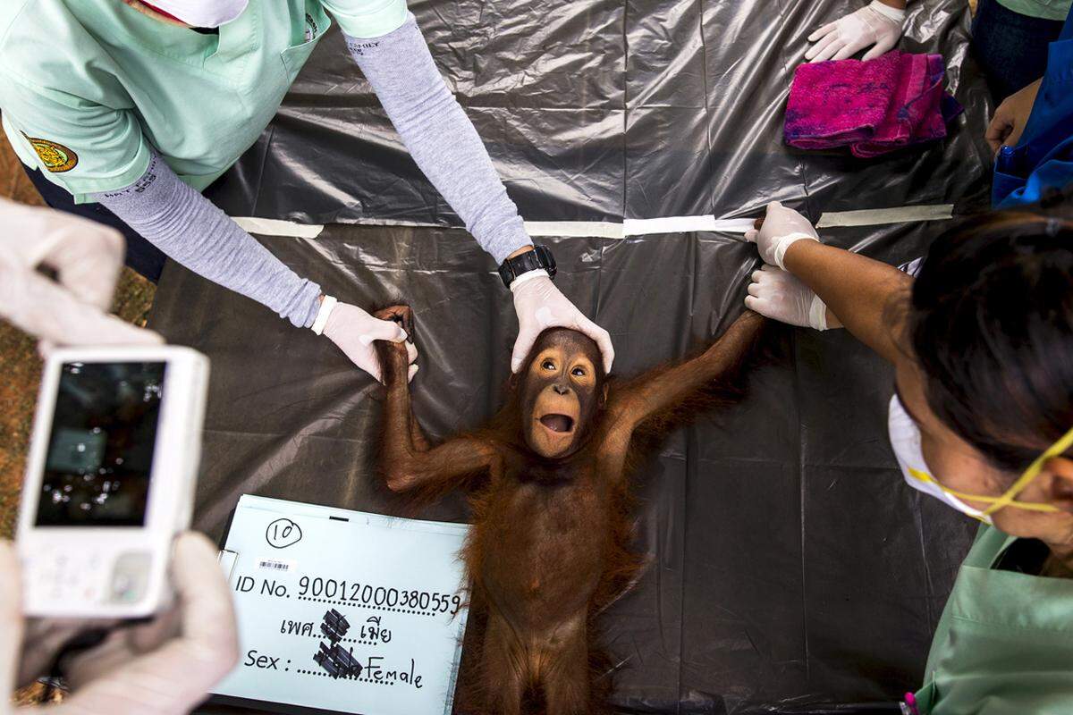 14 Orangutans wurden im Conservation Center in Ratchaburi in Thailand auf ihre Auswilderung vorbereitet und zuvor dementsprechend intensiv medizinisch untersucht.