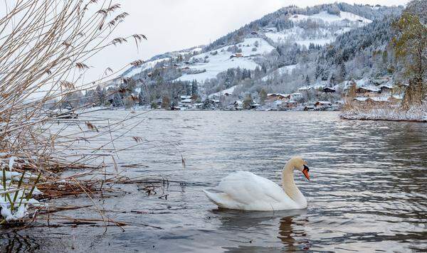 Ein Schwan im winterlichen Zeller See am Mittwochvormittag (19. April 2017).