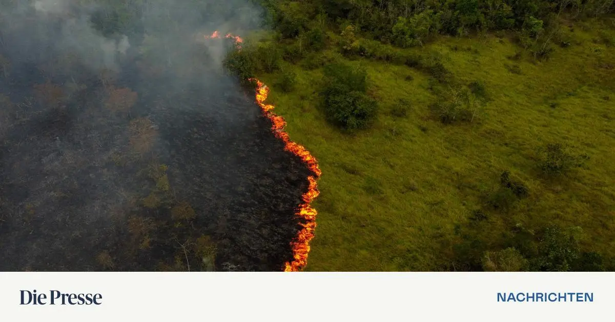 Deforestation in the Amazon is declining, but there is more going on…