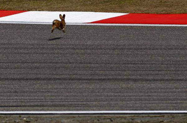 "So schnell wie die bin ich schon lange", mag sich dieser Hase beim Formel 1-Grand Prix in China gedacht haben.
