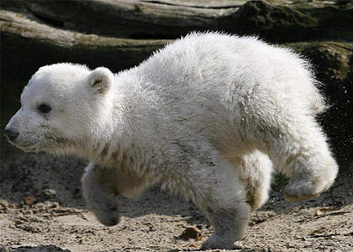 Knut wurde auch international bekannt, nachdem Stimmen laut geworden waren, die eine Einschläferung des kleinen Bären forderten.