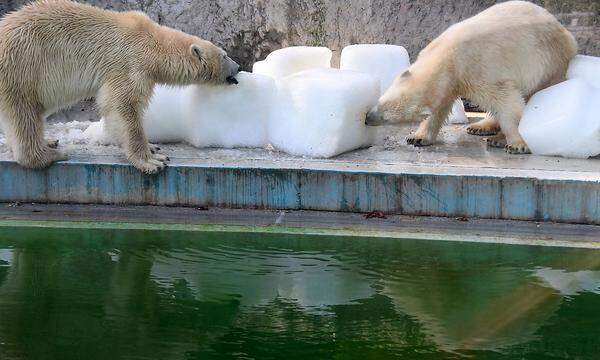 In Ungarn mussten Zoowärter des Budapester Zoos die von der Hitze geplagten Eisbären mit großen Eisblöcken versorgen und fütterten sie mit eiskalter Wassermelone.
