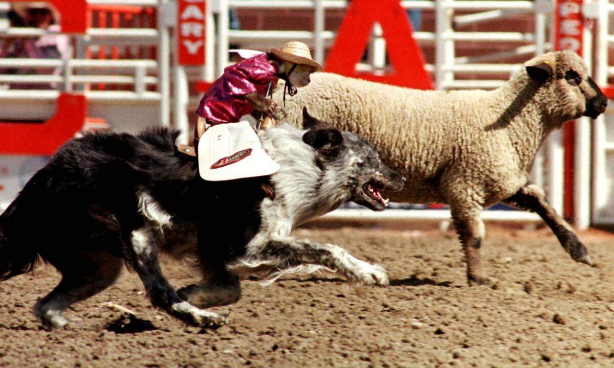 Nur Menschen können Jockeys sein? Schwachsinn! Der Affe "Whiplash" zeigt es doch vor.  