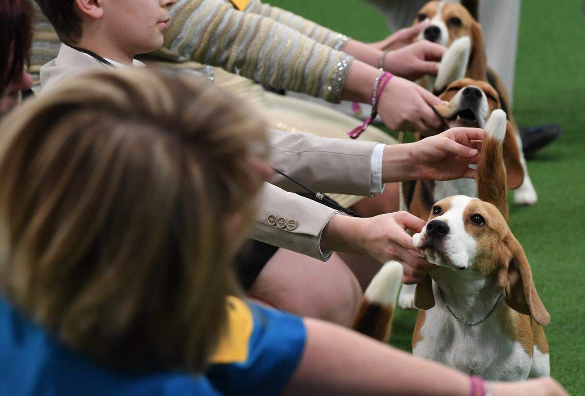 Schwanzchen hoch: Diese Beagles müssen sich der kritischen Beurteilung stellen.