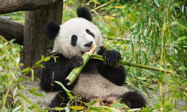 Dieses Panda-Männchen aus Schönbrunn war Proband in der Studie, welche Sorte Bambus am liebsten gefressen wird.
