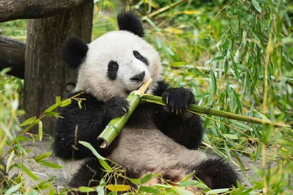 Pandas fressen Bambus vom Sdhang lieber und knstliches Blatt liefert  E-Fuels  DiePresse.com