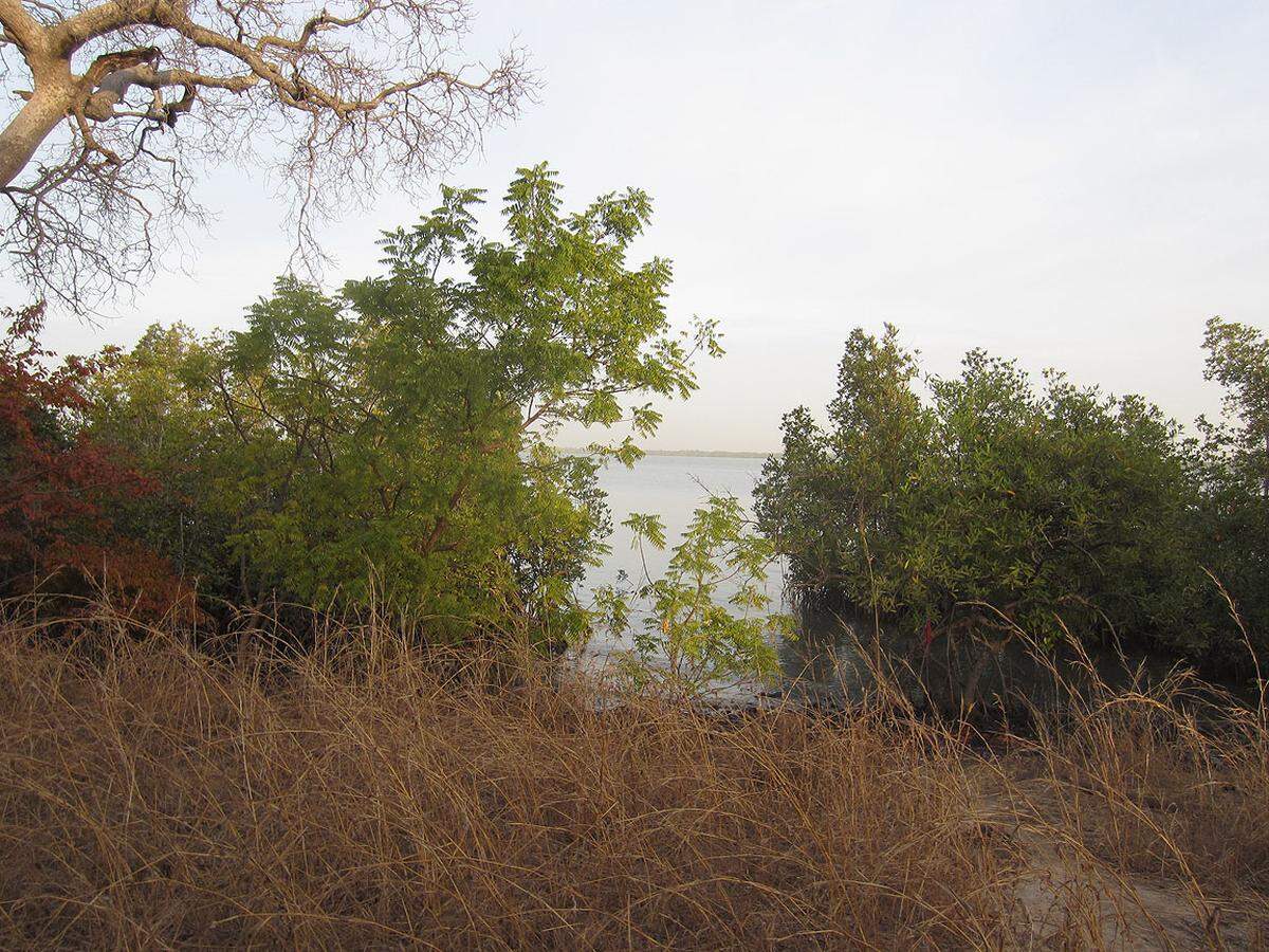 Birdwatcher country! Vom Schlangenhalsvogel über den Senegaltriel bis zum Regenbrachvogel: Es gibt über 600 Vogelarten in Gambia, so viele wie sonst nirgends.