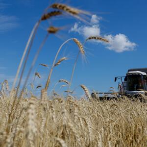 Der Krieg hat die Agrarproduktion in der Ukraine nur geringfügig eingeschränkt.  