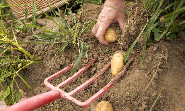 Man harvesting potatoes by hand model released Symbolfoto PUBLICATIONxINxGERxSUIxAUTxHUNxONLY MIDF00