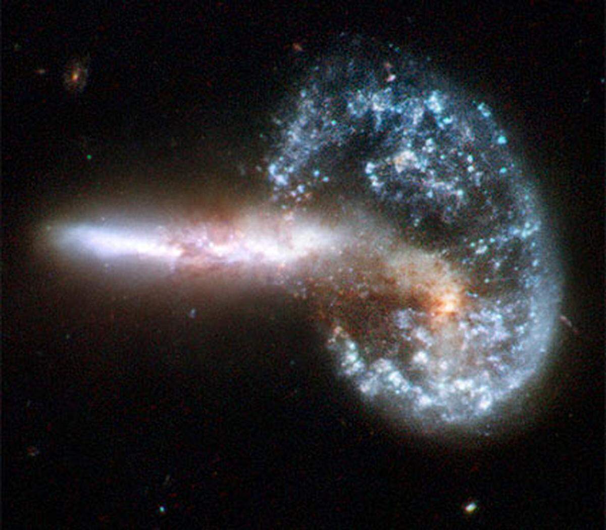 Anlässlich des 18. Geburtstags des Weltraumteleskops Hubble hat die NASA neue Bilder von kollidierenden Galaxien veröffentlicht.Die auftretenden Kräfte verformen die Sterngebilde und bringen außergewöhnlich bizarre Formen hervor.Im Bild: Der Zusammenstoß der beiden Galaxien hat eine Schockwelle ausgelöst. Durch den Aufprall hat die rechte Galaxie eine ringförmige Gestalt angenommen. Die Konstellation "Arp 148" ist 500 Millionen Lichjahre von der Erde entfernt.
