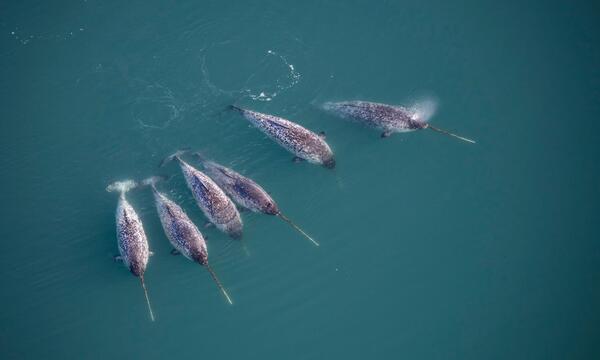 Wo das schützende Eis geschwunden ist, wird das Leben für sie gefährlich. 