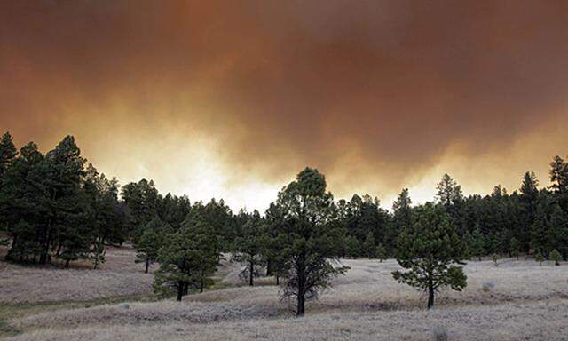 Arizona Waldbrand zerstoert 100000