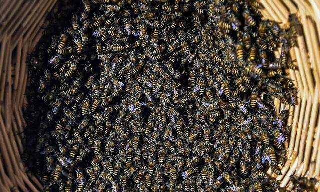 MALAYSIA-ENVIRONMENT-CONSERVATION-BEES