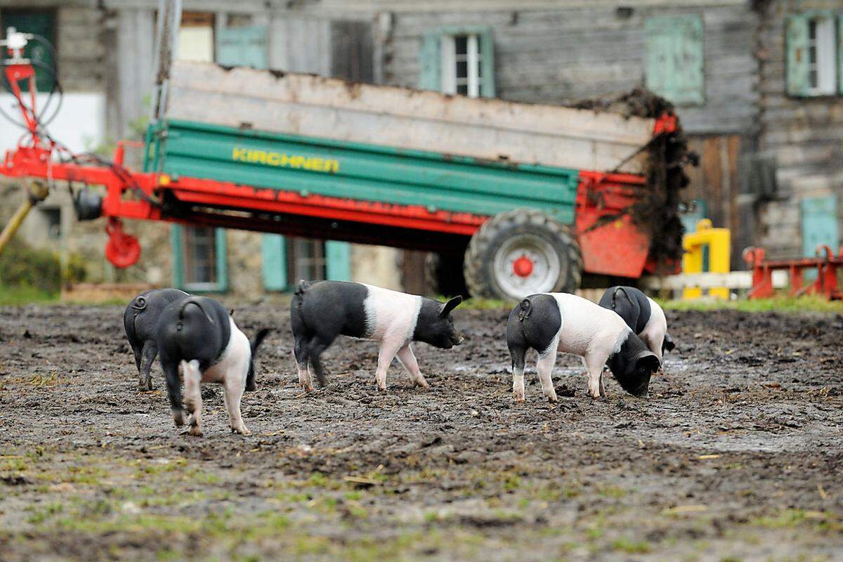 An die 20 Schweine der Rasse Schwäbisch-Hällisches Landschwein hält er auf seinem Hof.