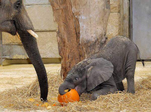 An den Verzehr des Herbstgemüses Nummer Eins denkt der kleine Elefantenbulle allerdings noch kaum. Das etwa zwei Monate alte Tier trinkt noch ausschließlich Milch, ...