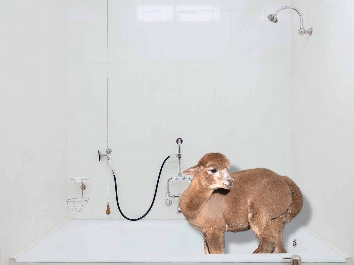 So allein in der Badewanne, wie hier, würde sich ein Alpaka wahrscheinlich nicht sehr wohl fühlen, Alpakas sind Herdentiere und suchen stets Kontakt zu Artgenossen.