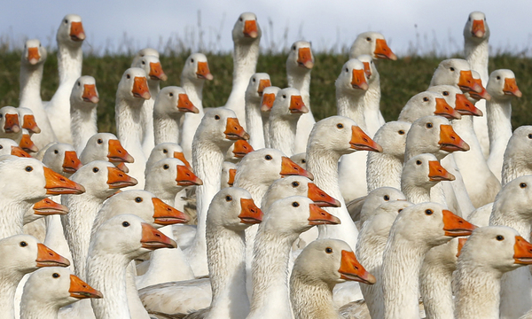 Martinigans Neue prueft tiergerechte