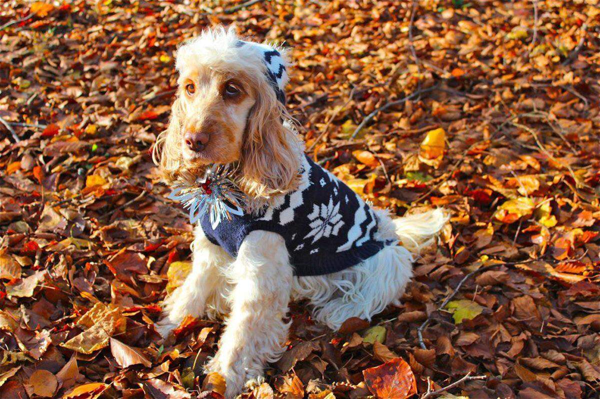 Auf der Facebook-Fansite kann man seine Outfits hochladen. Da bleiben auch die Haustiere - sehr zum Leidwesen dieses Cocker Spaniels - nicht verschont.