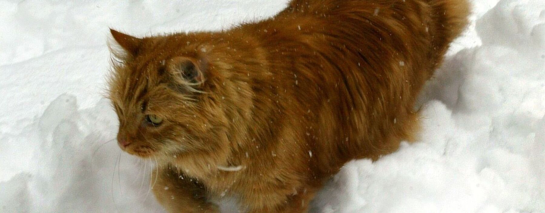 Im Regal mit den relevanten Büchern: „Einsam mit Katze“