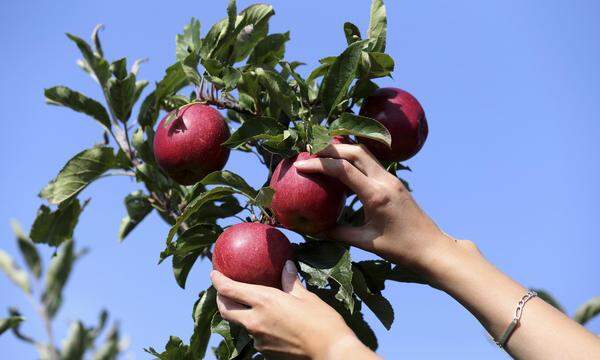 Ein Apfel am Tag ist bekanntlich eine gute Basis für ein gesundes Leben.