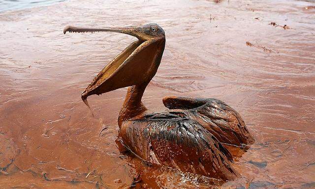 File photo of an oil-covered brown pelican in a pool of oil along Queen Bess Island Pelican Rookery