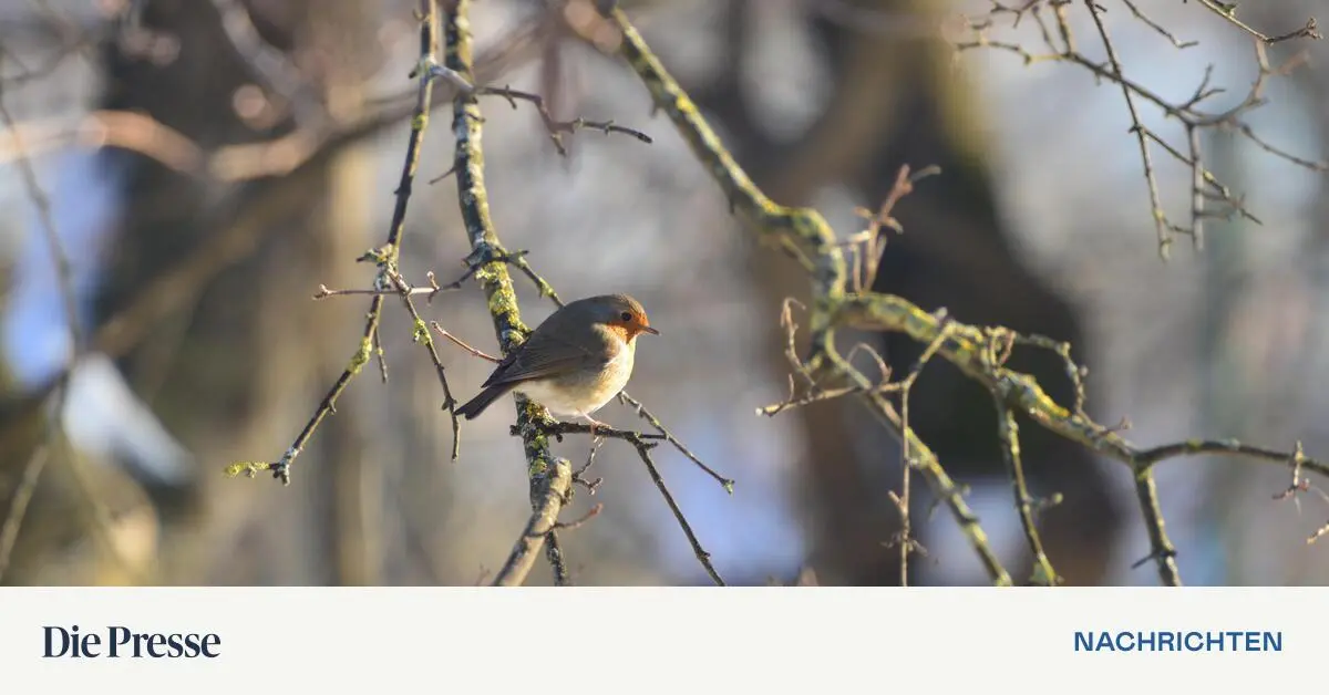 Rotkehlchen-die-mit-Ameisen-baden-Ein-Buch-das-in-keinem-Bio-Unterricht-fehlen-sollte-premium-