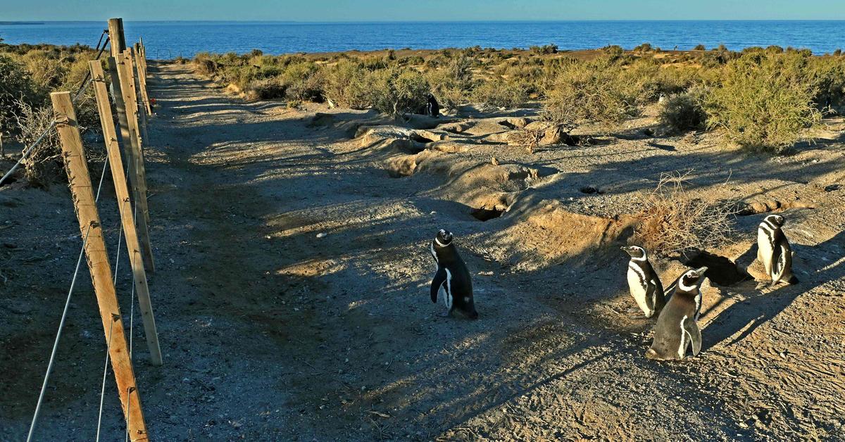 Argentinischer-Bauer-wegen-T-tung-von-100-Pinguink-ken-verurteilt