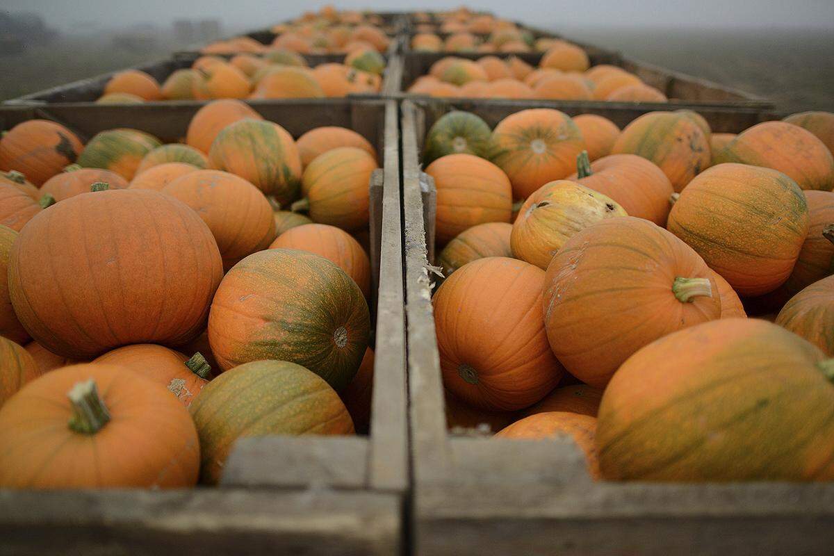 Speisekürbisse kann man schon im April vorziehen. Die Pflanzen werden dann ab Mitte Mai auf gutgedüngten (Mist, Kompost und Lauberde) Boden ausgesetzt. Im Spätsommer sind sie Früchte reif, bis dahin sollte man sie auf Holzbretter legen, damit sie nicht zu faulen beginnen.