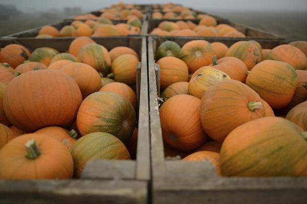 Speisekürbisse kann man schon im April vorziehen. Die Pflanzen werden dann ab Mitte Mai auf gutgedüngten (Mist, Kompost und Lauberde) Boden ausgesetzt. Im Spätsommer sind sie Früchte reif, bis dahin sollte man sie auf Holzbretter legen, damit sie nicht zu faulen beginnen.