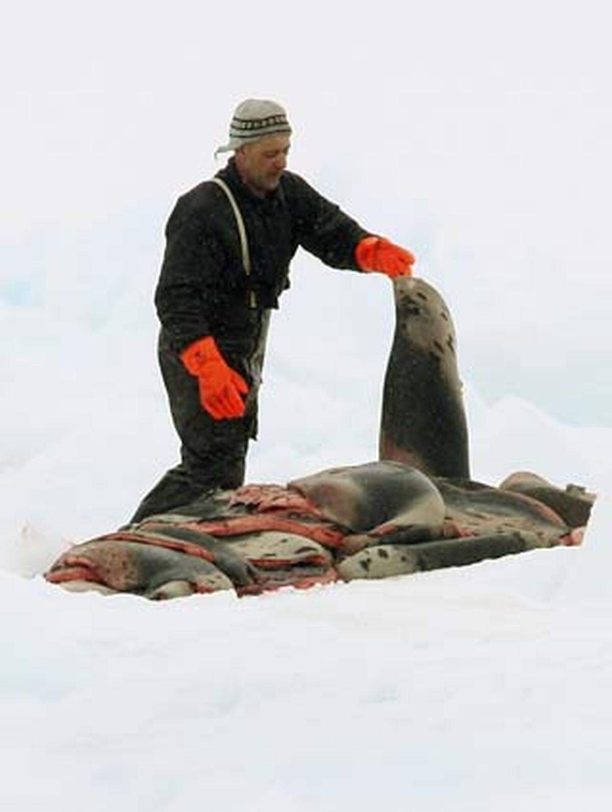 Ottawa hatte den kommerziellen Robbenfang 1987 verboten, jedoch 1995 unter Auflagen wieder zugelassen.