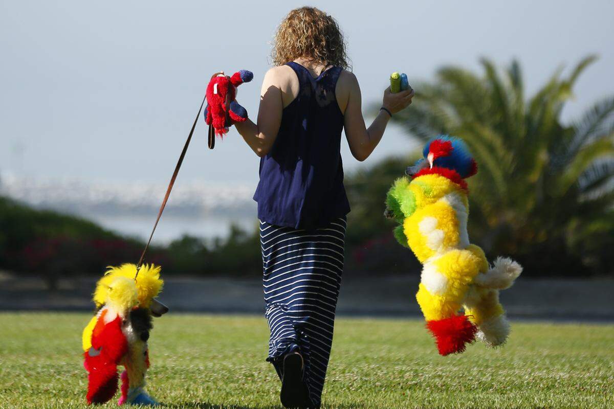 Beim Gassigehen fällt Opson mit ihren zwei bunten Hunden im Park in Dana Point auf wie ein...