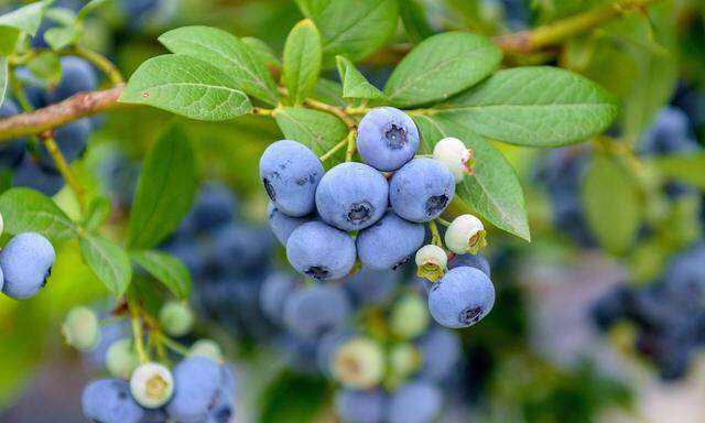 Die Beeren wandern nicht selten sofort von der Hand in den Mund. 