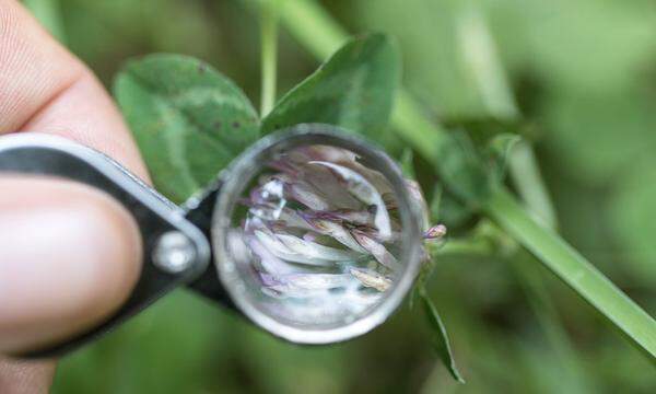 Betrachten. Schauen, was im Wald wächst und wohnt.