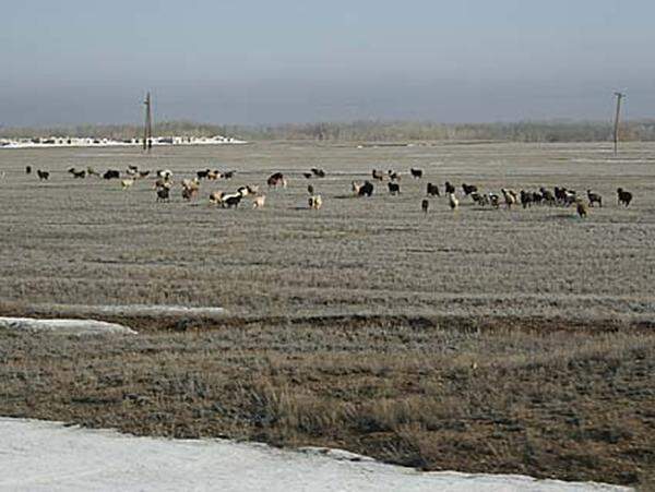 Auf dem Weg in die 150 Kilometer entfernte Großstadt Semipalatinsk: Hirte mit seiner Viehherde.