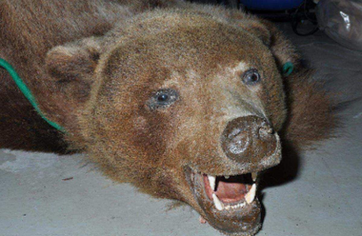 Auch ein Bärenfell mit präpariertem Kopf und grüner Einfassung wurde auf dem Anwesen des Alois H. gefunden.