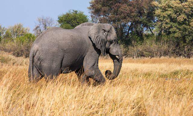 Das Feuchtgebiet ruft viele Tiere auf den Plan – und diese wiederum Safariuraluber nach Botswana.