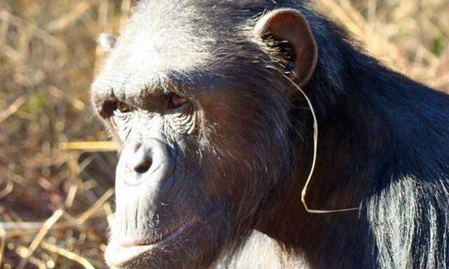Schimpansen gehen mit der Mode