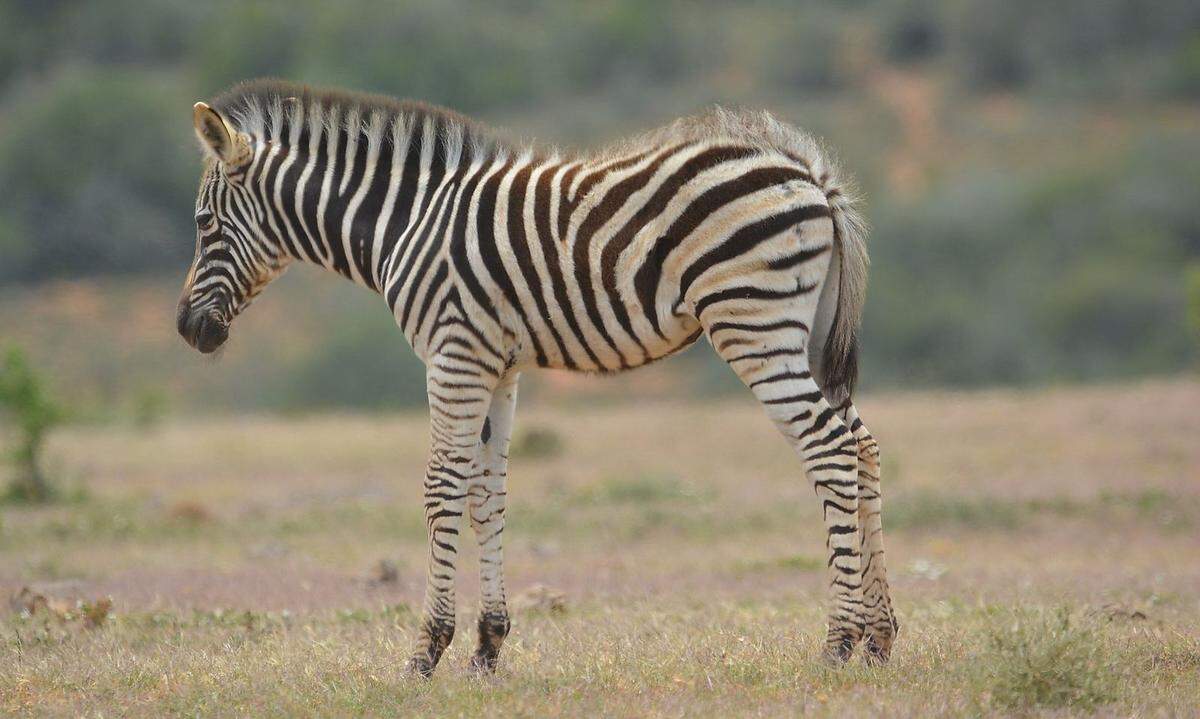 Zu wachsen ist Zebras wichtig, aber nur, wenn sie Wirtschaft und Gesellschaft dabei zum Besseren verändern. Das macht sie für Mitarbeiter auf Sinnsuche besonders attraktiv. Allerdings tun sich Zebras schwer damit, finanzielle Unterstützung zu bekommen, was besonders wichtig wäre, solange sie noch klein sind.