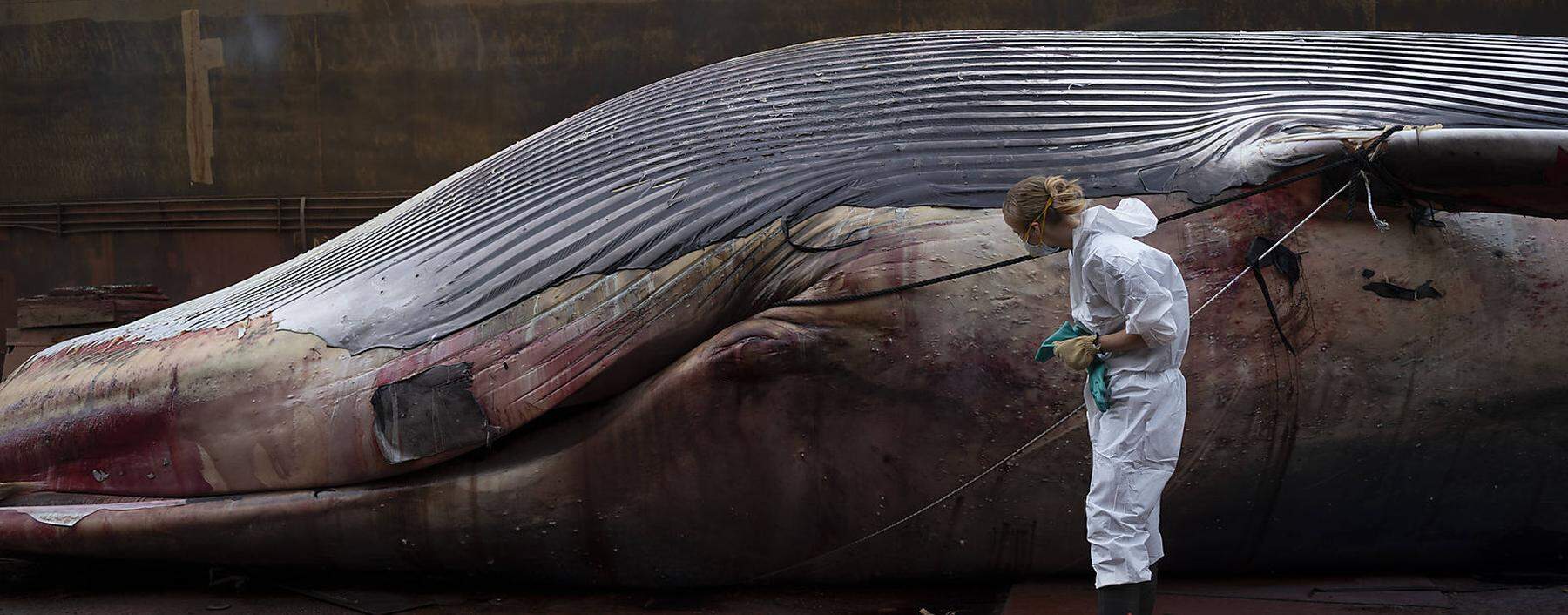 News Bilder des Tages Dissected dead Whale in Naples The first dissections on the carcass of the whale found dead last T
