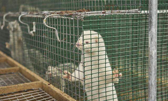 Corona-Ausbruch auf Nerzfarm in Frankreich