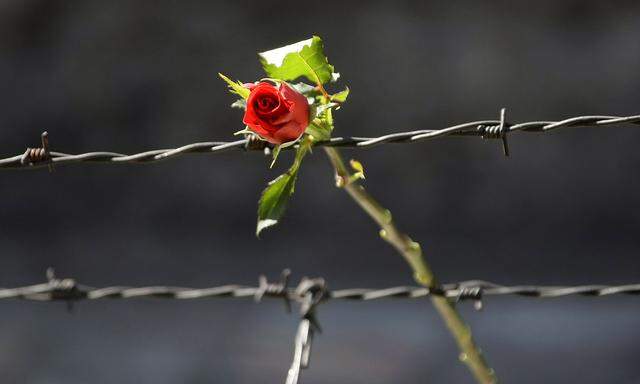 Rose auf dem Stacheldrahtzaun des KZ Auschwitz